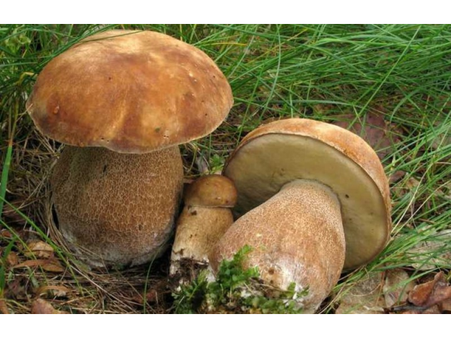 Мицелий Белого гриба сетчатого (Boletus reticulatus, Boletus aestivalis)
